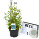 Caryopteris cland. 'Heavenly Blue' 40-60 cm 3,0L