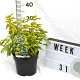 Caryopteris cland. Hint of Gold 40-60 cm 3,0L