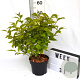 Callicarpa jap. 'Leucocarpa' 40-60 cm 3,0L