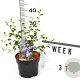 Ceanothus 'Burkwoodii' 40-60 cm 3,0L