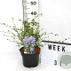 Ceanothus 'Concha' 40-60 cm 3,0L