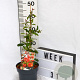 Chaenomeles sup. 'Crimson and Gold' 30-40 cm 2,0L
