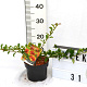 Chaenomeles sup. 'Orange Trail' 30-40 cm 2,0L