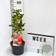Chaenomeles sup. 'Pink Lady' 30-40 cm 2,0L
