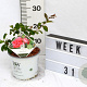 Chaenomeles spec. 'Pink Storm' 40-60 cm 3,0L