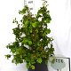 Corylus a. Medusa 50-70 cm 12L