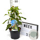 Hedera colchica 'Fall Favourite' 40-60 cm 3,0L