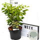 Hedera hel. 'Arborescens' 40-50 cm 5,0L