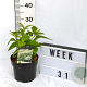 Hydrangea a. 'Annabelle' 40-60 cm 3,0L