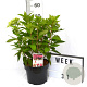 Hydrangea pan. Bonfire 40-50 cm 5,0L