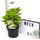 Hydrangea pan. Little Spooky 40-60 cm 3,0L