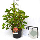 Hydrangea pan. 'Wim's Red' 40-50 cm 5,0L