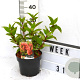 Hydrangea pan. 'Wim's Red' 40-60 cm 3,0L