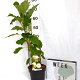 Hydrangea quercifolia 40-60 cm 3,0L