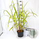 Miscanthus s. 'Memory' 40-60 cm 3,0L