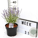 Perovskia atripl. 'Prime Time' 40-60 cm 3,0L