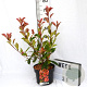 Photinia fraseri 'Camilvy' 40-50 cm 5,0L