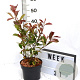Photinia fraseri Louise 40-60 cm 3,0L