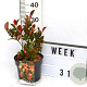 Photinia fraseri 'Little Red Robin' 40-60 cm 3,0L
