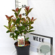 Photinia fraseri 'Mandarino' 40-60 cm 3,0L