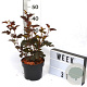 Physocarpus opulif. 'Diabolo' 40-60 cm 3,0L