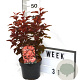 Physocarpus opulif. Little Angel 40-60 cm 3,0L