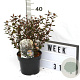 Physocarpus opulif. Little Joker 40-60 cm 3,0L