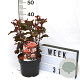 Physocarpus opulif. Lady in Red 40-60 cm 3,0L