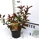 Physocarpus opulif. Magic Ball 40-60 cm 3,0L