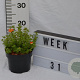 Potentilla f. 'Red Ace' 30-40 cm 2,0L