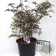 Sambucus nigra Black Lace 50-70 cm 12L