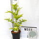 Sambucus nigra Golden Tower 40-60 cm 3,0L