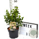 Viburnum tin. 'Eve Price' 40-60 cm 3,0L