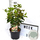 Viburnum tin. Lisarose 40-60 cm 3,0L