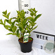 Weigela 'Bristol Snowflake' 40-60 cm 3,0L