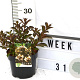 Weigela Black and White 40-60 cm 3,0L
