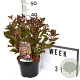 Weigela florida 'Victoria' 40-60 cm 3,0L