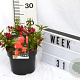 Weigela Picobella Rosso 40-60 cm 3,0L