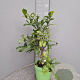 Citrus hystrix 50-60 cm 4,0L