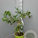Citrus hystrix 50-60 cm 4,0L