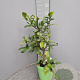 Citrus hystrix 50-60 cm 4,0L