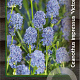 Ceanothus impressus 'Victoria' 30-40 cm 2,0L