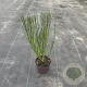 Cytisus 'Killiney Red' 40 cm P13