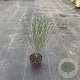 Cytisus 'White Lion' 40 cm P13