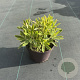 Euphorbia 'Ascot Rainbow' 30-40 cm 2,0L