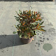 Euphorbia Miner's Merlot 30-40 cm 2,0L