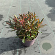 Euphorbia Miner's Merlot 40-50 cm 5,0L