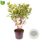 Hydrangea pan. 'Limelight' 60 cm 7,5L