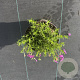 Phlox (S) Fabulous Dark Rose Eye 30-40 cm 2,0L