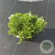 Phlox (S) Fabulous White 40-50 cm 5,0L